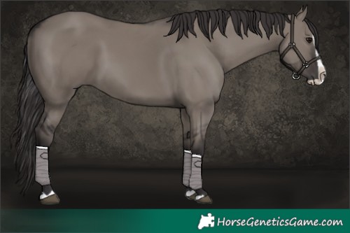Horse Color:Smoky Grullo Splash 