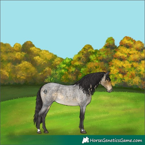 Horse Color:Buckskin Roan 
