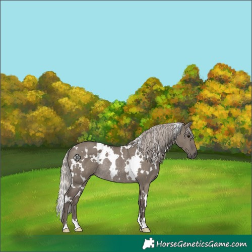Horse Color:White Spotted Silver Grullo Rabicano 