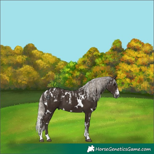 Horse Color:Powder White Gray White Spotted Silver Smoky Black 