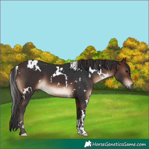 Horse Color:White Spotted Brown 