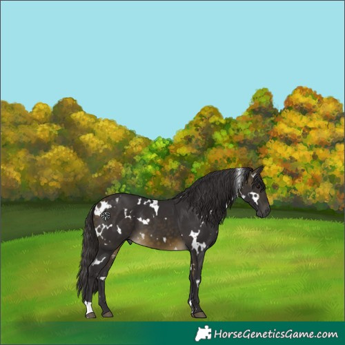 Horse Color:White Spotted Buckskin