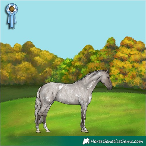 Horse Color:White Spotted Silver Grullo Roan Rabicano