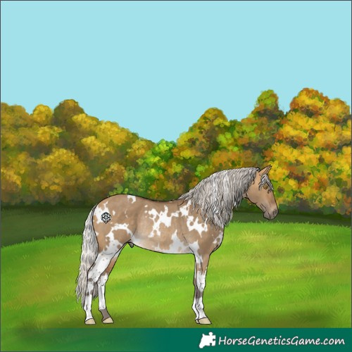 Horse Color:White Spotted Silver Buckskin Dun Rabicano 