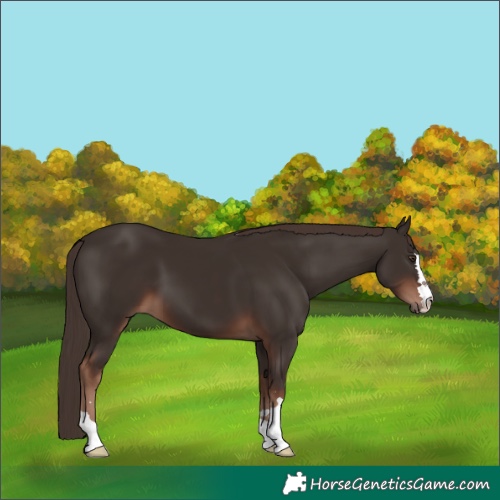 Horse Color:Liver Chestnut 