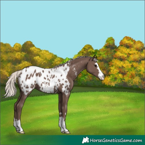 Horse Color:Silver Black Appaloosa 