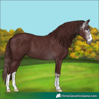 Horse Color:Gray Chocolate Black 