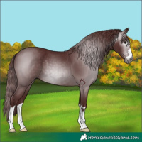 Horse Color:Gray Chocolate Black