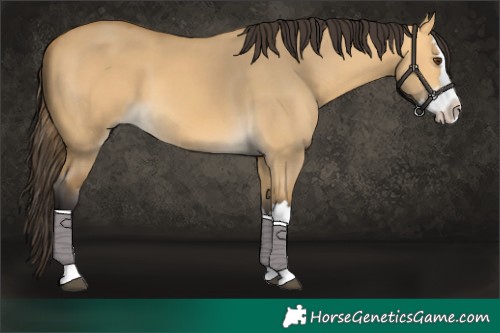 Horse Color:Buckskin Dun Splash 