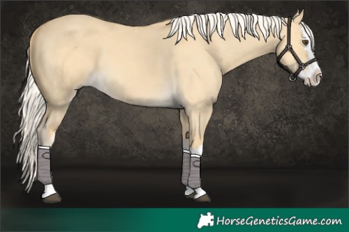 Horse Color:Palomino Dun Splash