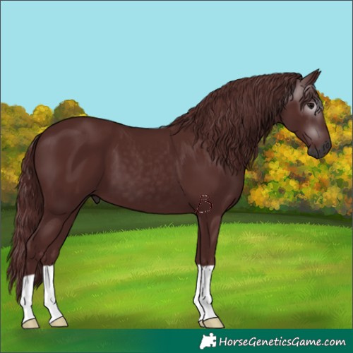 Horse Color:Gray Chocolate Black 