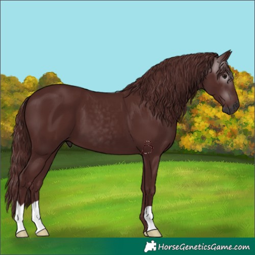 Horse Color:Gray Chocolate Black 