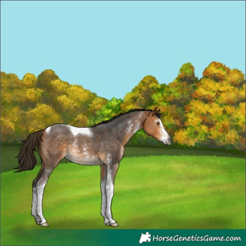 Horse Color:Gray Buckskin Sabino Tobiano Rabicano