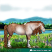 Horse Color:Gray Gold Champagne Tobiano