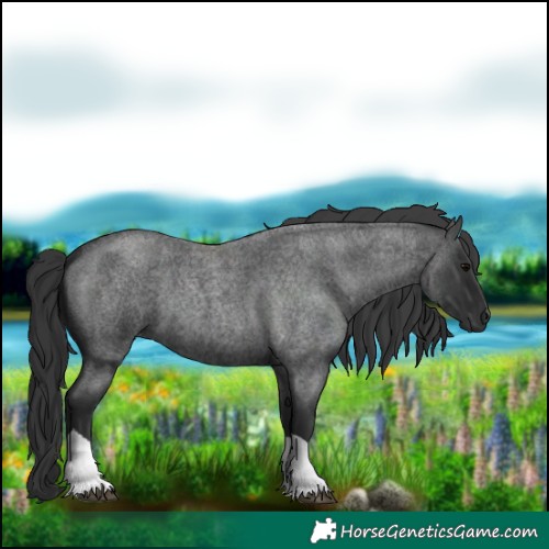 Horse Color:Blue Roan Tobiano 