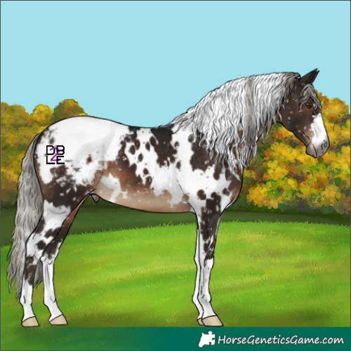 Horse Color:Gray White Spotted Silver Brown Appaloosa 