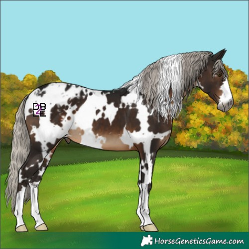 Horse Color:Gray White Spotted Silver Brown Appaloosa 