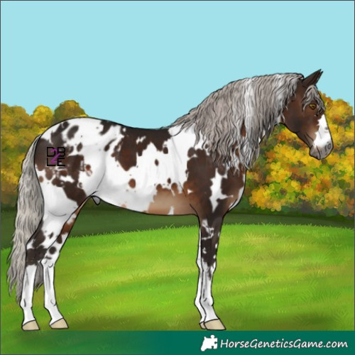 Horse Color:Gray White Spotted Silver Brown Appaloosa 