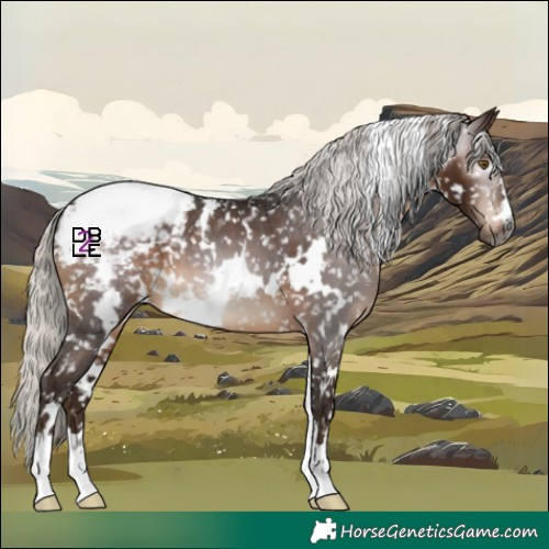 Horse Color:Gray White Spotted Silver Brown Appaloosa