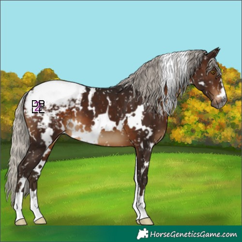 Horse Color:Gray White Spotted Silver Brown Appaloosa 