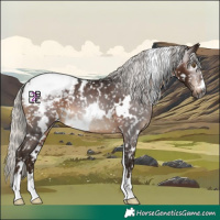 Horse Color:Gray White Spotted Silver Brown Appaloosa 