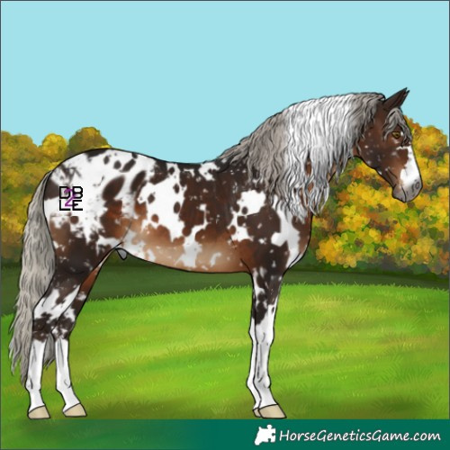 Horse Color:Gray White Spotted Silver Brown Appaloosa 