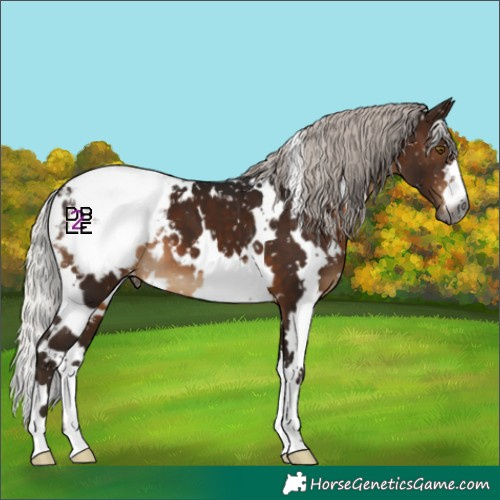 Horse Color:Gray White Spotted Silver Brown Appaloosa 