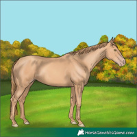 Horse Color:Gold Champagne