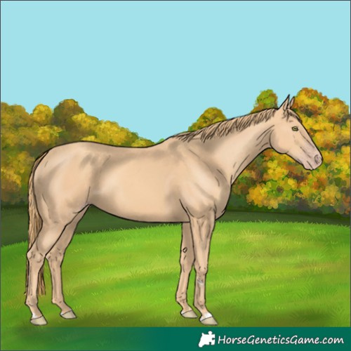 Horse Color:Gold Champagne