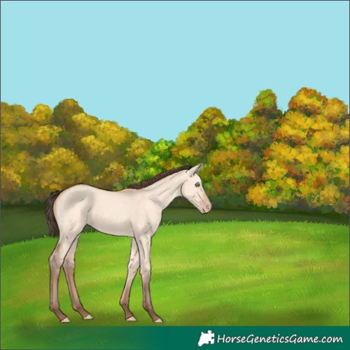 Horse Color:Amber Champagne Dun