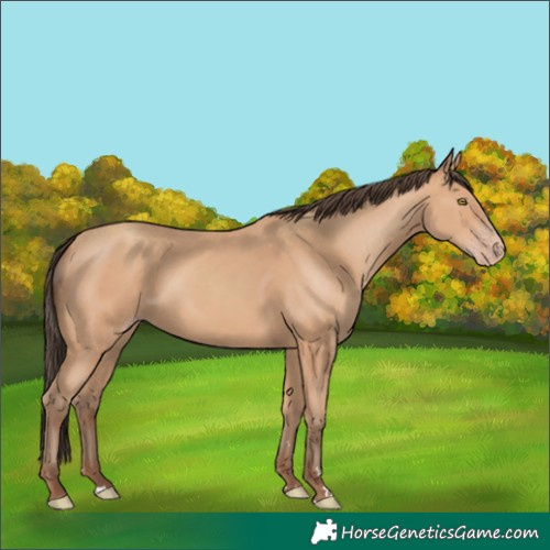 Horse Color:Amber Champagne 