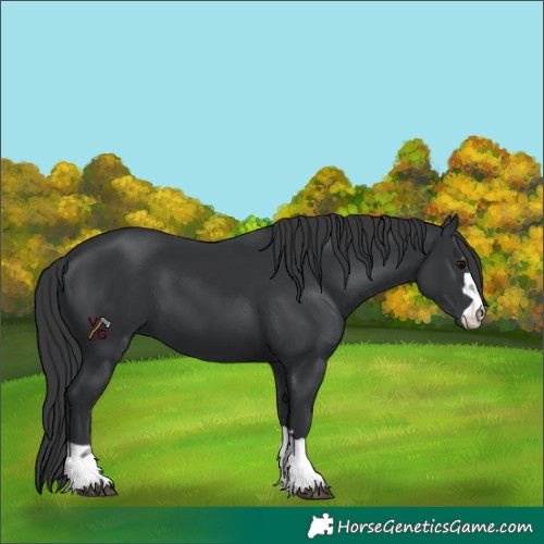 Horse Color:Unknown 