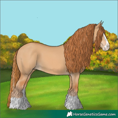 Horse Color:Red Dun Splash