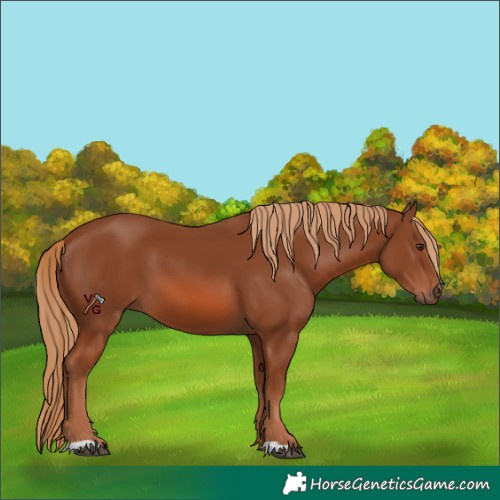 Horse Color:Unknown 