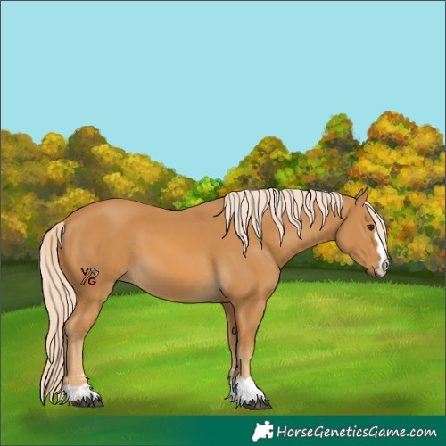 Horse Color:Palomino 