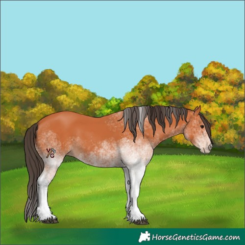 Horse Color:Unknown 