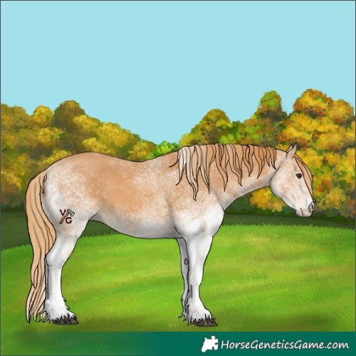 Horse Color:Unknown 