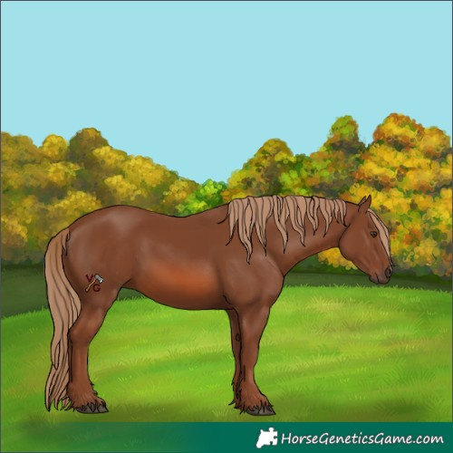 Horse Color:Unknown 