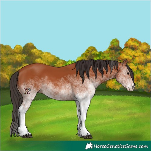 Horse Color:Unknown 