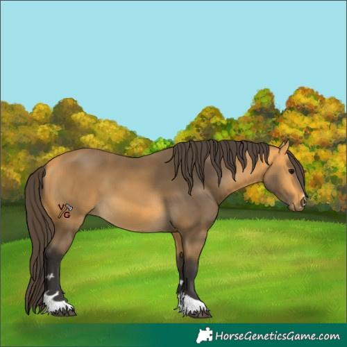 Horse Color:Unknown 