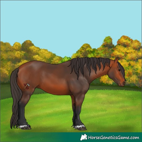 Horse Color:Unknown 