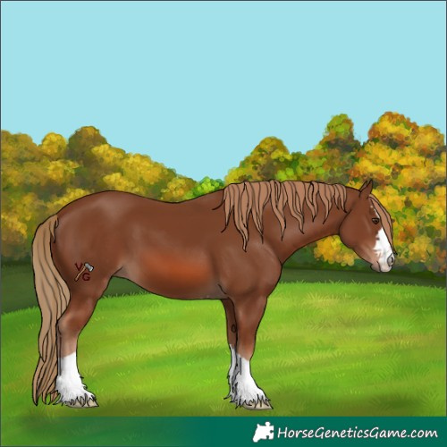 Horse Color:Unknown 