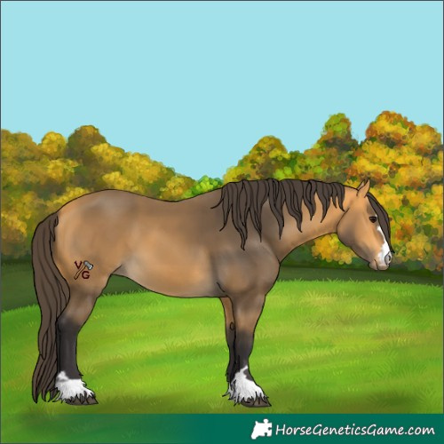 Horse Color:Unknown 