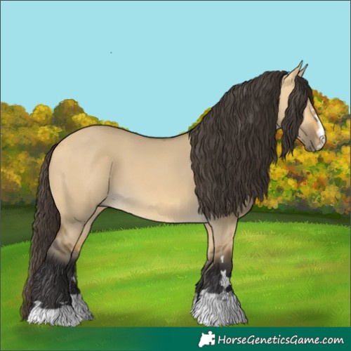 Horse Color:Buckskin Dun 