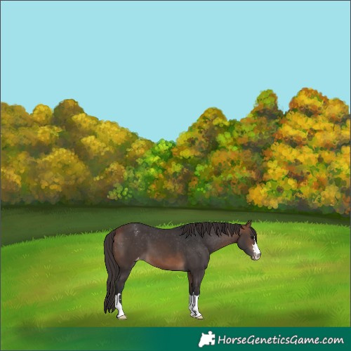 Horse Color:Bay Appaloosa