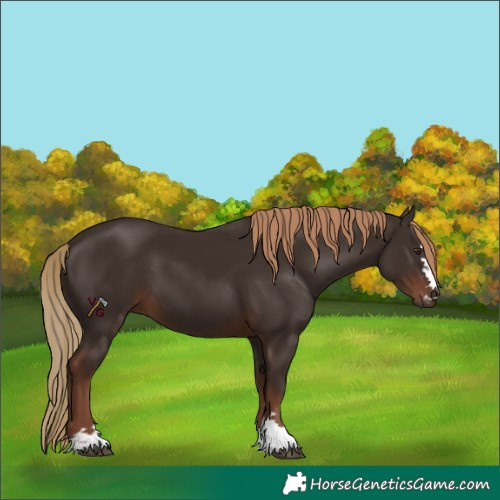 Horse Color:Unknown 