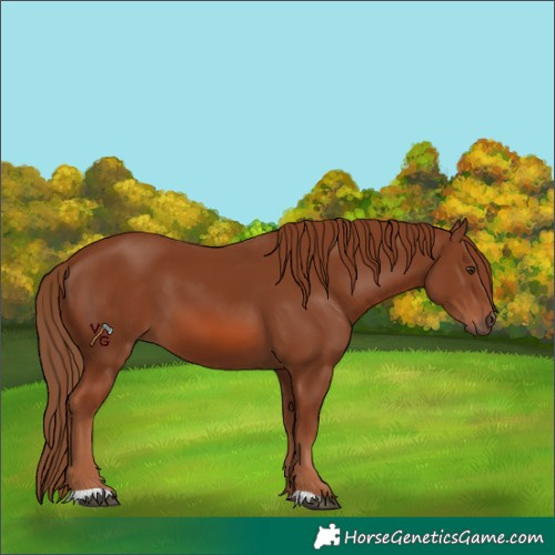 Horse Color:Unknown 