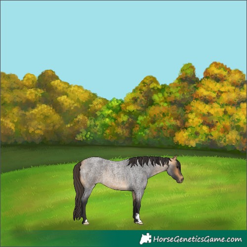 Horse Color:Buckskin Roan 