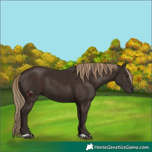 Horse Color:Unknown