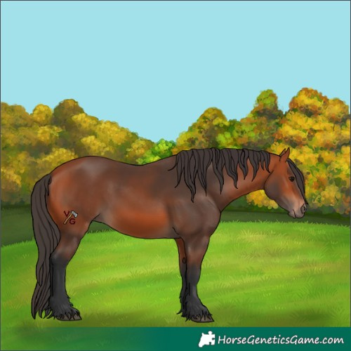 Horse Color:Unknown 